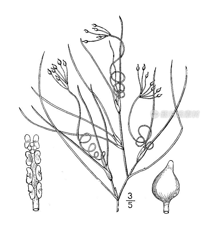 古植物学植物插图:Ruppia Maritima, Maritime Ruppia